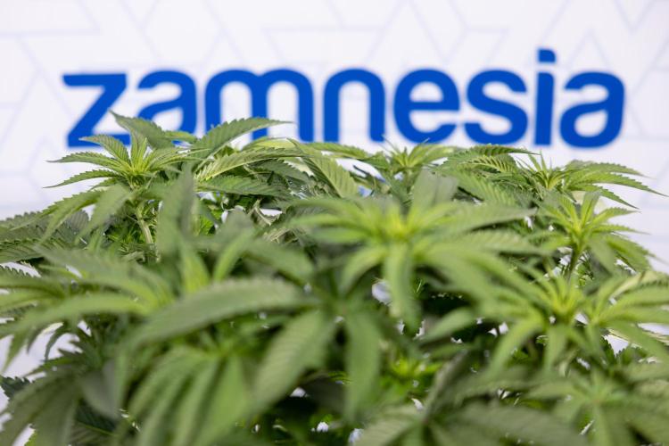 Nectar Drip #2 - Zamnesia x Tical x B&B. Week 8 - Nectar Drip #2 - Zamnesia x Tical -Topping x 16 - 1st Week Bloom