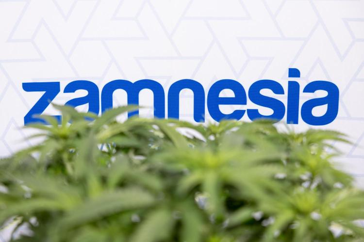 Nectar Drip #2 - Zamnesia x Tical x B&B. Week 8 - Nectar Drip #2 - Zamnesia x Tical -Topping x 16 - 1st Week Bloom