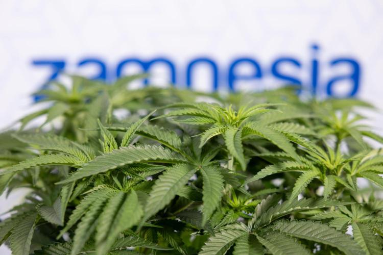 Nectar Drip #2 - Zamnesia x Tical x B&B. Week 8 - Nectar Drip #2 - Zamnesia x Tical -Topping x 16 - 1st Week Bloom