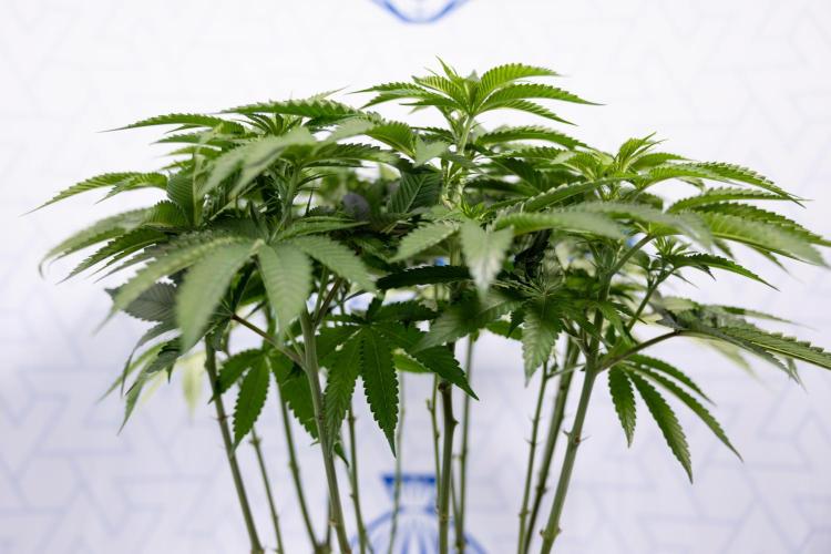 Nectar Drip #2 - Zamnesia x Tical x B&B. Week 8 - Nectar Drip #2 - Zamnesia x Tical -Topping x 16 - 1st Week Bloom