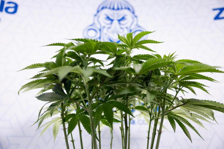 Nectar Drip #2 - Zamnesia x Tical x B&B. Week 8 - Nectar Drip #2 - Zamnesia x Tical -Topping x 16 - 1st Week Bloom