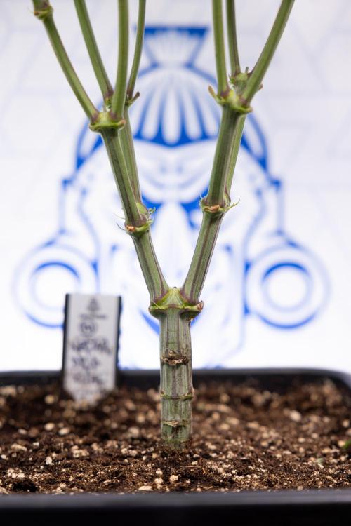 Nectar Drip #2 - Zamnesia x Tical x B&B. Week 8 - Nectar Drip #2 - Zamnesia x Tical -Topping x 16 - 1st Week Bloom