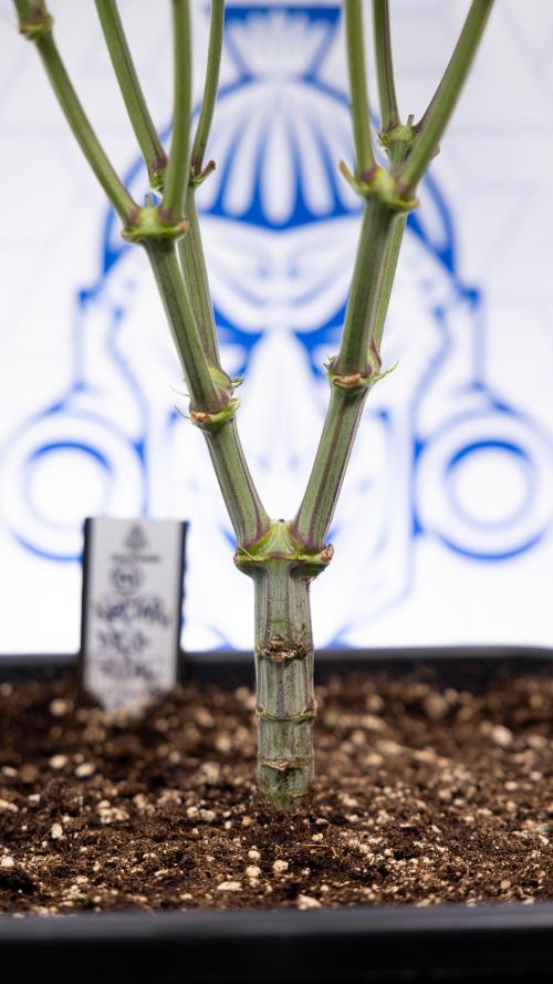 Nectar Drip #2 - Zamnesia x Tical x B&B. Week 8 - Nectar Drip #2 - Zamnesia x Tical -Topping x 16 - 1st Week Bloom