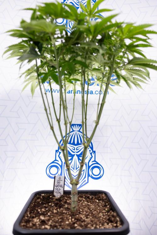 Nectar Drip #2 - Zamnesia x Tical x B&B. Week 8 - Nectar Drip #2 - Zamnesia x Tical -Topping x 16 - 1st Week Bloom