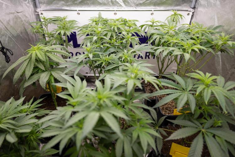 Nectar Drip #2 - Zamnesia x Tical x B&B. Week 8 - Zamnesia x Plagron - Photoperiodic Box 1