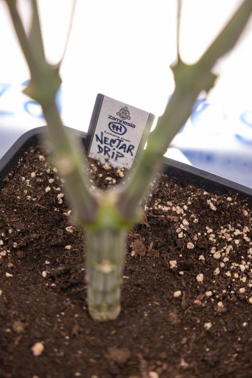 Nectar Drip #1 - Zamnesia X Tical x B&B. Week 8 - Nectar Drip #1 - Zamnesia x Tical - Main Lining no LST - 3rd Week Bloom