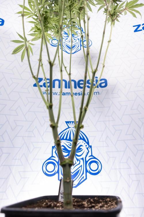 Nectar Drip #1 - Zamnesia X Tical x B&B. Week 8 - Nectar Drip #1 - Zamnesia x Tical - Main Lining no LST - 3rd Week Bloom