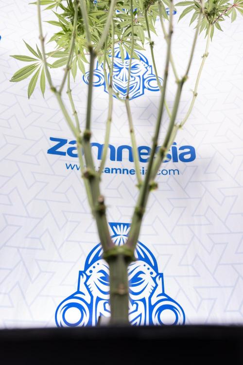 Nectar Drip #1 - Zamnesia X Tical x B&B. Week 8 - Nectar Drip #1 - Zamnesia x Tical - Main Lining no LST - 3rd Week Bloom