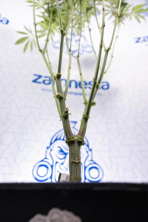 Nectar Drip #1 - Zamnesia X Tical x B&B. Week 8 - Nectar Drip #1 - Zamnesia x Tical - Main Lining no LST - 3rd Week Bloom