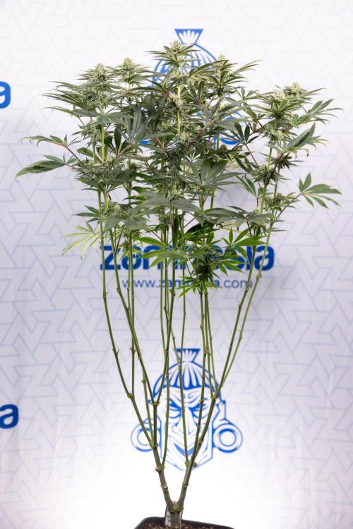 Nectar Drip #1 - Zamnesia X Tical x B&B. Week 8 - Nectar Drip #1 - Zamnesia x Tical - Main Lining no LST - 3rd Week Bloom