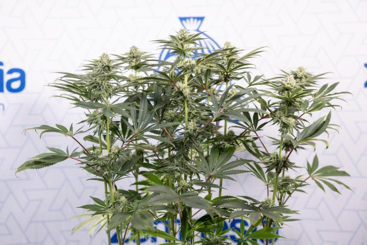 Nectar Drip #1 - Zamnesia X Tical x B&B. Week 8 - Nectar Drip #1 - Zamnesia x Tical - Main Lining no LST - 3rd Week Bloom