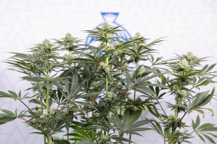 Nectar Drip #1 - Zamnesia X Tical x B&B. Week 8 - Nectar Drip #1 - Zamnesia x Tical - Main Lining no LST - 3rd Week Bloom