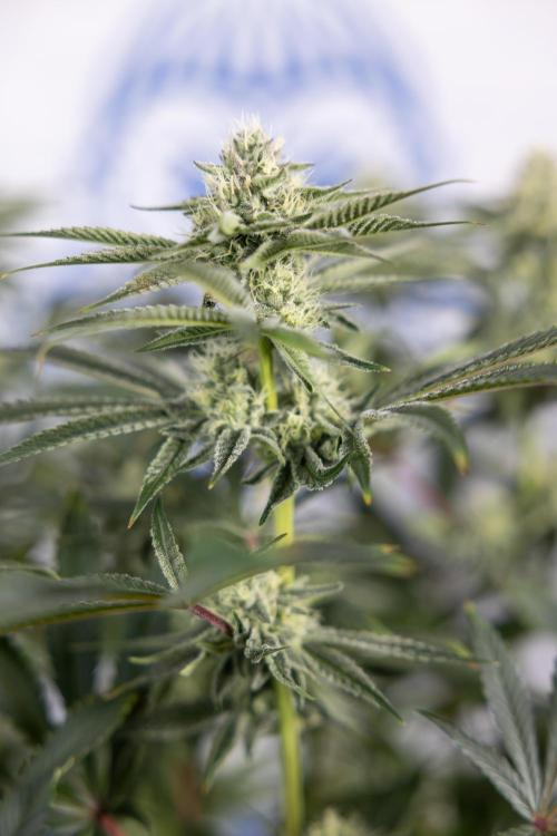 Nectar Drip #1 - Zamnesia X Tical x B&B. Week 8 - Nectar Drip #1 - Zamnesia x Tical - Main Lining no LST - 3rd Week Bloom