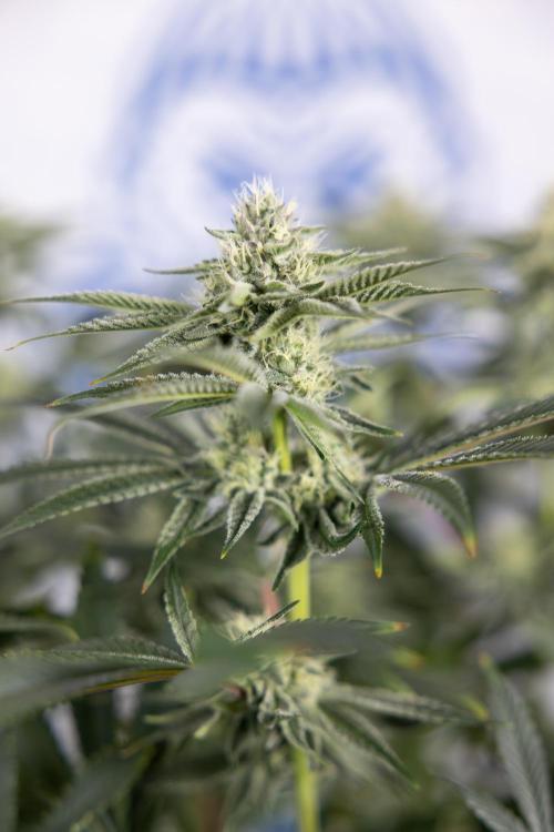 Nectar Drip #1 - Zamnesia X Tical x B&B. Week 8 - Nectar Drip #1 - Zamnesia x Tical - Main Lining no LST - 3rd Week Bloom