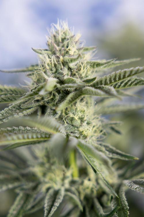 Nectar Drip #1 - Zamnesia X Tical x B&B. Week 8 - Nectar Drip #1 - Zamnesia x Tical - Main Lining no LST - 3rd Week Bloom