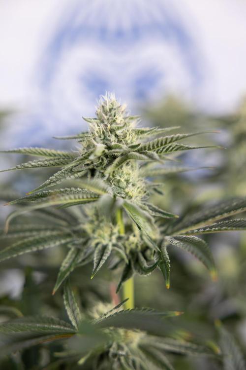 Nectar Drip #1 - Zamnesia X Tical x B&B. Week 8 - Nectar Drip #1 - Zamnesia x Tical - Main Lining no LST - 3rd Week Bloom