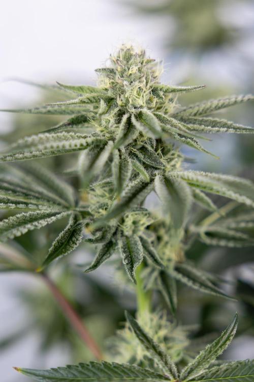 Nectar Drip #1 - Zamnesia X Tical x B&B. Week 8 - Nectar Drip #1 - Zamnesia x Tical - Main Lining no LST - 3rd Week Bloom