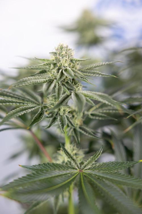 Nectar Drip #1 - Zamnesia X Tical x B&B. Week 8 - Nectar Drip #1 - Zamnesia x Tical - Main Lining no LST - 3rd Week Bloom