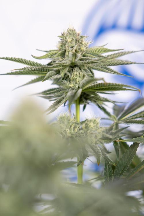 Nectar Drip #1 - Zamnesia X Tical x B&B. Week 8 - Nectar Drip #1 - Zamnesia x Tical - Main Lining no LST - 3rd Week Bloom