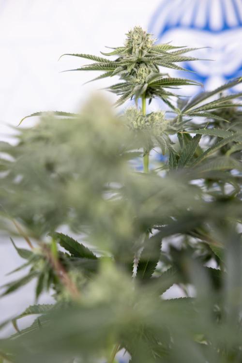 Nectar Drip #1 - Zamnesia X Tical x B&B. Week 8 - Nectar Drip #1 - Zamnesia x Tical - Main Lining no LST - 3rd Week Bloom