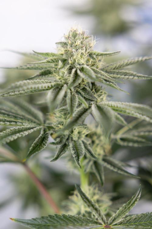 Nectar Drip #1 - Zamnesia X Tical x B&B. Week 8 - Nectar Drip #1 - Zamnesia x Tical - Main Lining no LST - 3rd Week Bloom