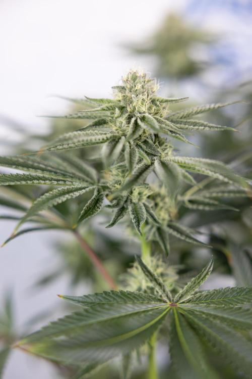 Nectar Drip #1 - Zamnesia X Tical x B&B. Week 8 - Nectar Drip #1 - Zamnesia x Tical - Main Lining no LST - 3rd Week Bloom