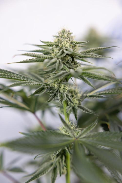 Nectar Drip #1 - Zamnesia X Tical x B&B. Week 8 - Nectar Drip #1 - Zamnesia x Tical - Main Lining no LST - 3rd Week Bloom