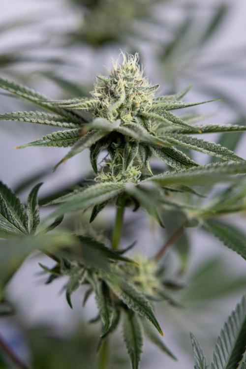 Nectar Drip #1 - Zamnesia X Tical x B&B. Week 8 - Nectar Drip #1 - Zamnesia x Tical - Main Lining no LST - 3rd Week Bloom