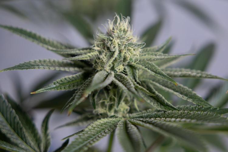 Nectar Drip #1 - Zamnesia X Tical x B&B. Week 8 - Nectar Drip #1 - Zamnesia x Tical - Main Lining no LST - 3rd Week Bloom