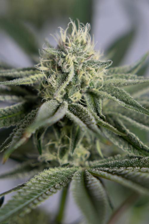 Nectar Drip #1 - Zamnesia X Tical x B&B. Week 8 - Nectar Drip #1 - Zamnesia x Tical - Main Lining no LST - 3rd Week Bloom