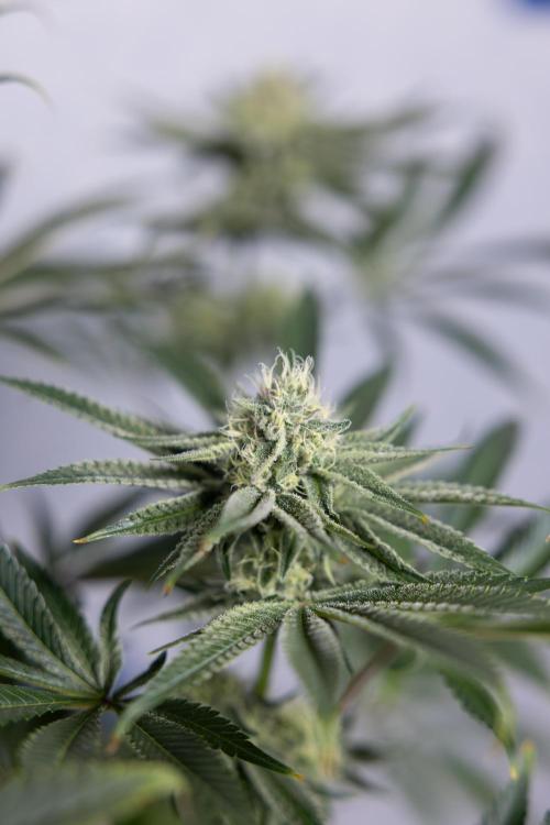 Nectar Drip #1 - Zamnesia X Tical x B&B. Week 8 - Nectar Drip #1 - Zamnesia x Tical - Main Lining no LST - 3rd Week Bloom