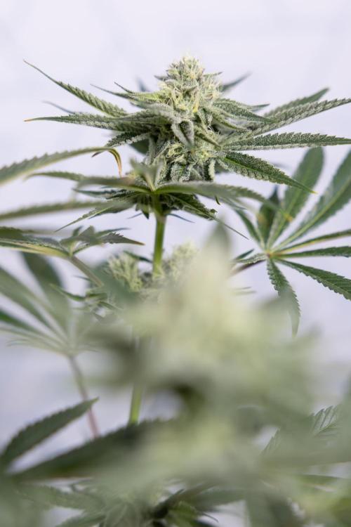 Nectar Drip #1 - Zamnesia X Tical x B&B. Week 8 - Nectar Drip #1 - Zamnesia x Tical - Main Lining no LST - 3rd Week Bloom