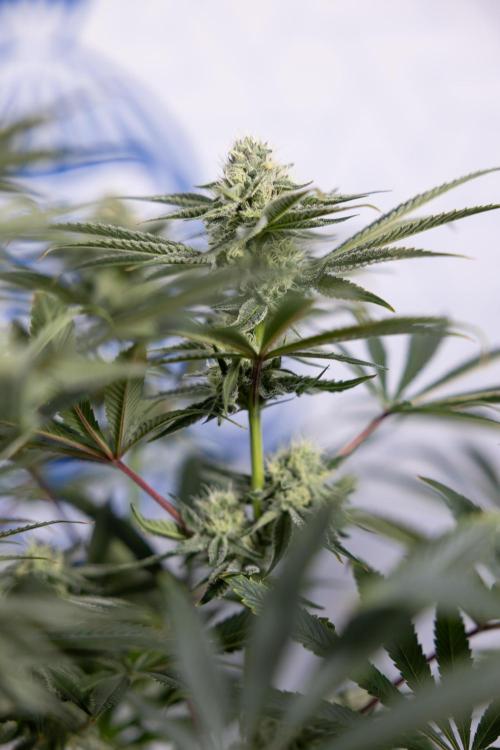 Nectar Drip #1 - Zamnesia X Tical x B&B. Week 8 - Nectar Drip #1 - Zamnesia x Tical - Main Lining no LST - 3rd Week Bloom