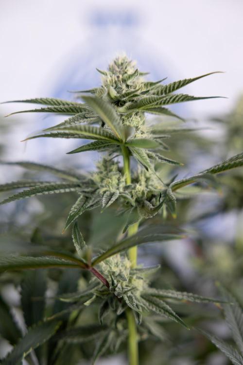 Nectar Drip #1 - Zamnesia X Tical x B&B. Week 8 - Nectar Drip #1 - Zamnesia x Tical - Main Lining no LST - 3rd Week Bloom