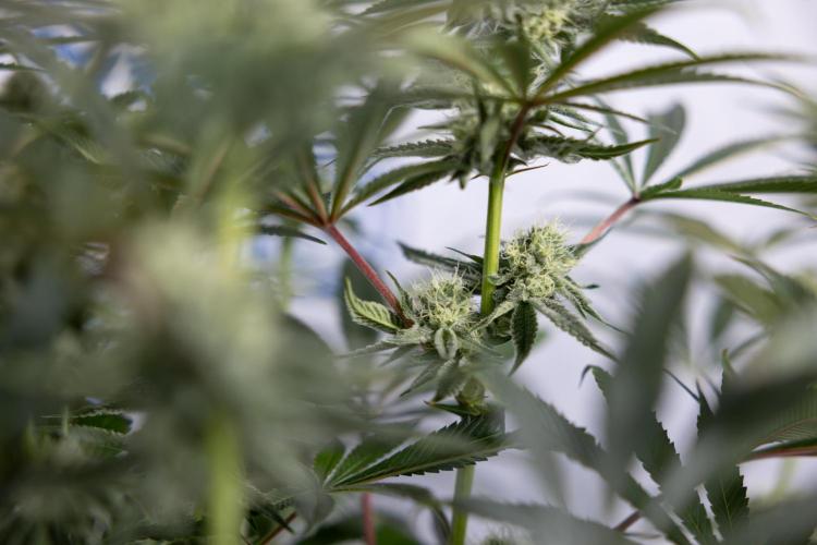 Nectar Drip #1 - Zamnesia X Tical x B&B. Week 8 - Nectar Drip #1 - Zamnesia x Tical - Main Lining no LST - 3rd Week Bloom