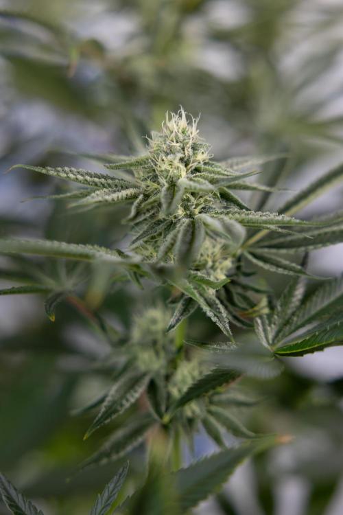 Nectar Drip #1 - Zamnesia X Tical x B&B. Week 8 - Nectar Drip #1 - Zamnesia x Tical - Main Lining no LST - 3rd Week Bloom