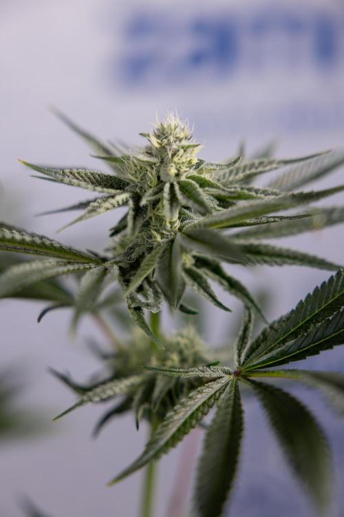 Nectar Drip #1 - Zamnesia X Tical x B&B. Week 8 - Nectar Drip #1 - Zamnesia x Tical - Main Lining no LST - 3rd Week Bloom