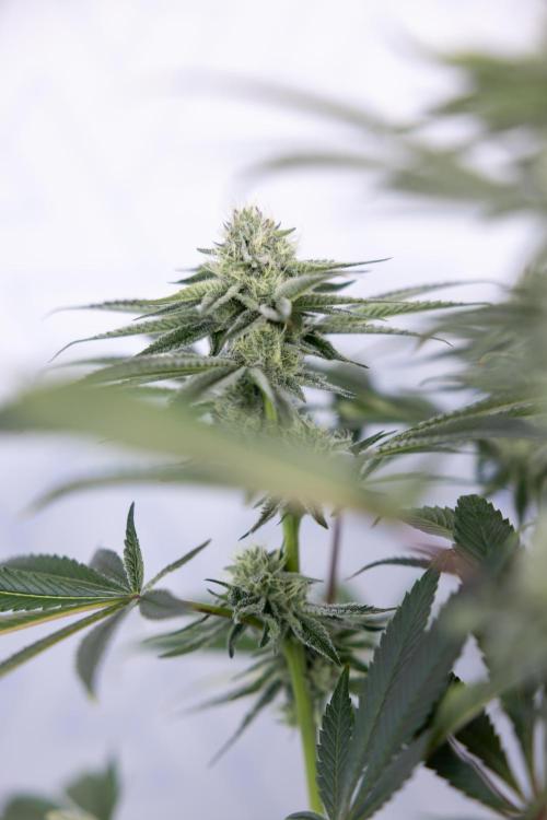 Nectar Drip #1 - Zamnesia X Tical x B&B. Week 8 - Nectar Drip #1 - Zamnesia x Tical - Main Lining no LST - 3rd Week Bloom