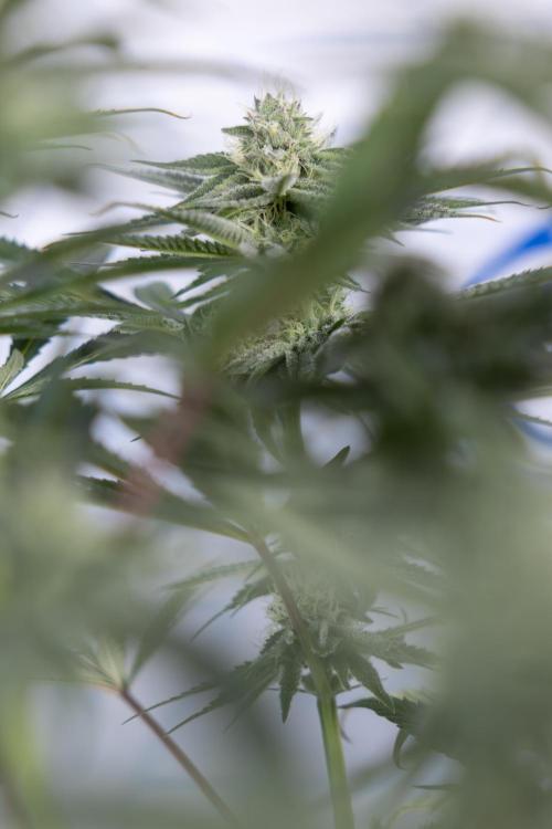 Nectar Drip #1 - Zamnesia X Tical x B&B. Week 8 - Nectar Drip #1 - Zamnesia x Tical - Main Lining no LST - 3rd Week Bloom