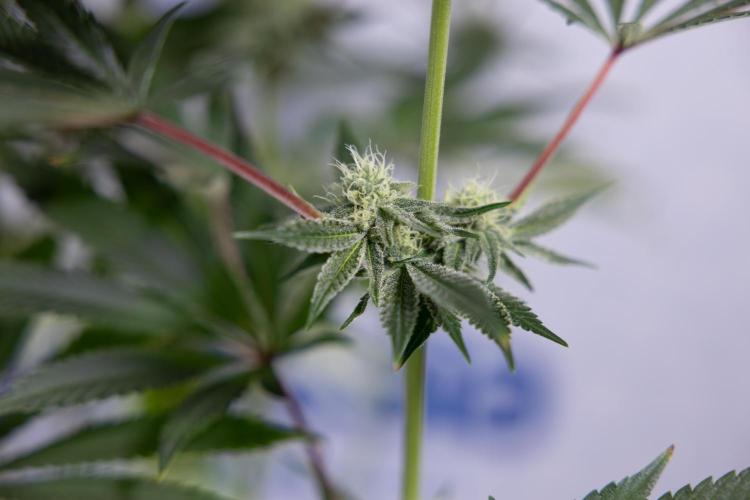 Nectar Drip #1 - Zamnesia X Tical x B&B. Week 8 - Nectar Drip #1 - Zamnesia x Tical - Main Lining no LST - 3rd Week Bloom