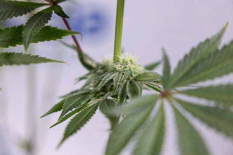 Nectar Drip #1 - Zamnesia X Tical x B&B. Week 8 - Nectar Drip #1 - Zamnesia x Tical - Main Lining no LST - 3rd Week Bloom