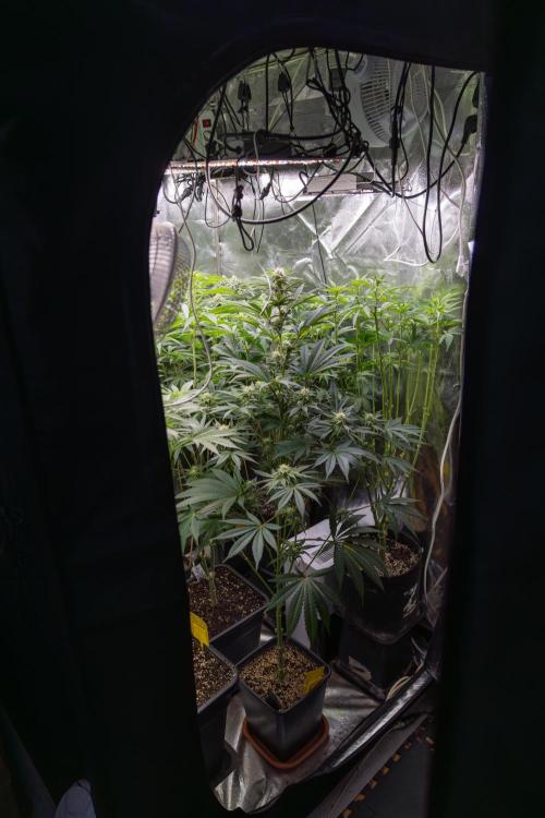 Nectar Drip #1 - Zamnesia X Tical x B&B. Week 8 - Zamnesia x Plagron - Photoperiodic Box 2