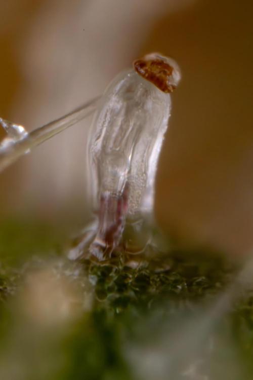 Tangerine Dream  Auto - Zamnesia x B&B. Week 10 - Tangerine Dream Auto - Micro Worlds 35x