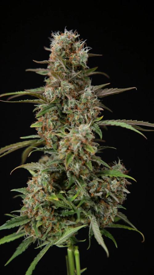 Tangerine Dream  Auto - Zamnesia x B&B