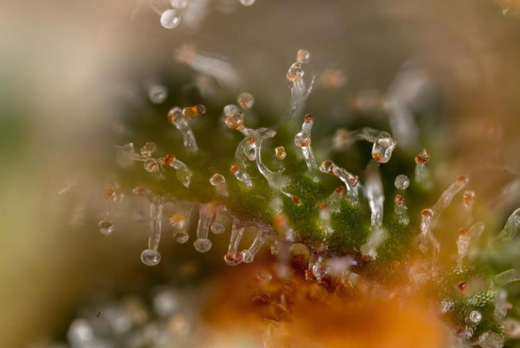 Tangerine Dream  Auto - Zamnesia x B&B. Week 10 - Tangerine Dream Auto - Micro Worlds 10x