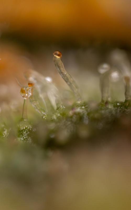 Tangerine Dream  Auto - Zamnesia x B&B. Week 10 - Tangerine Dream Auto - Micro Worlds 10x 