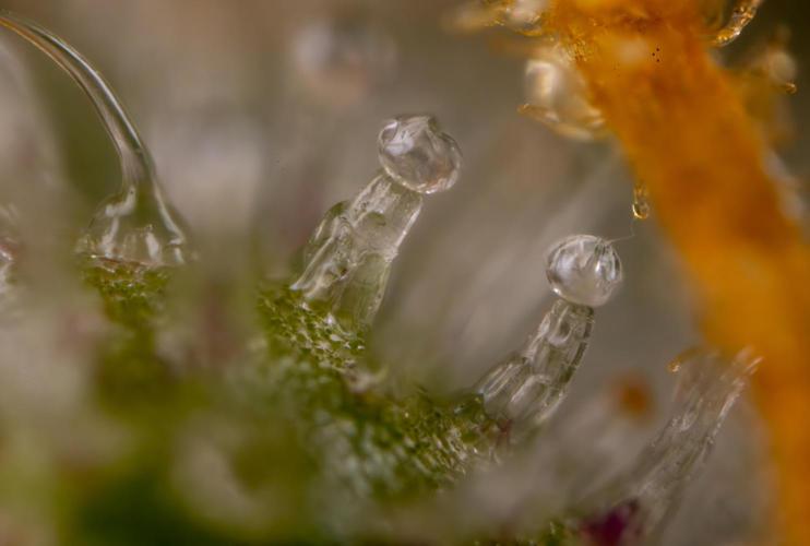 Tangerine Dream  Auto - Zamnesia x B&B. Week 10 - Tangerine Dream Auto - Micro Worlds 35x