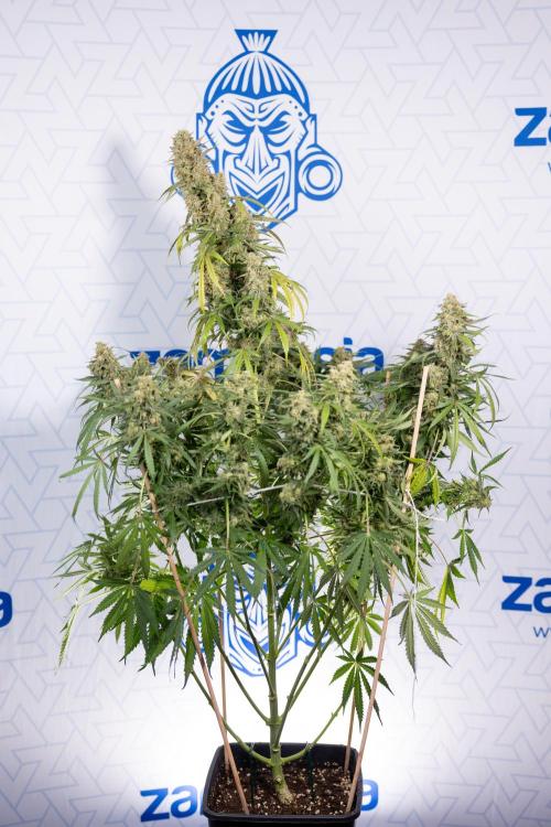 Tangerine Dream  Auto - Zamnesia x B&B. Week 10 - Tangerine Dream Auto - No Techniques - Week 10 - harvest