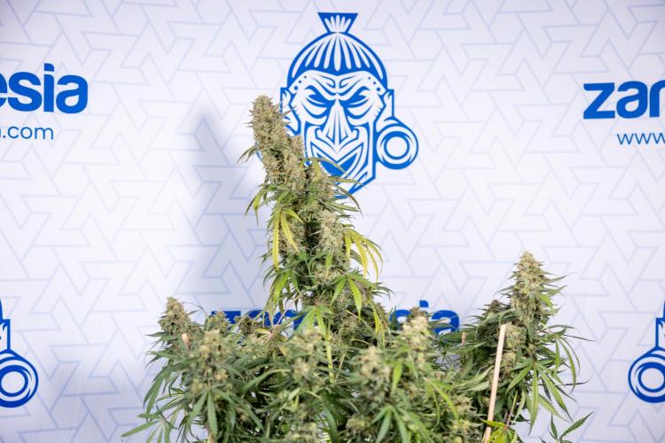 Tangerine Dream  Auto - Zamnesia x B&B. Week 10 - Tangerine Dream Auto - No Techniques - Week 10 - harvest