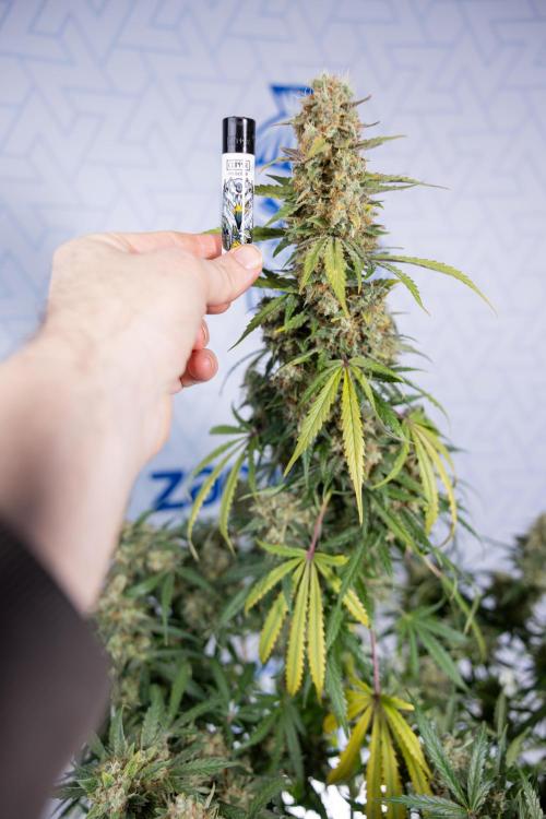 Tangerine Dream  Auto - Zamnesia x B&B. Week 10 - Tangerine Dream Auto - No Techniques - Week 10 - harvest